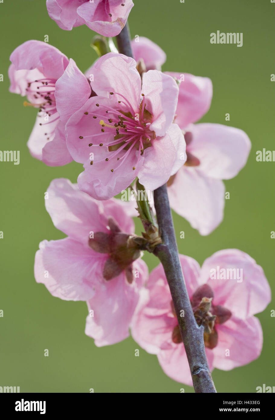Apricot tree, blossoms, twig Stock Photo Alamy