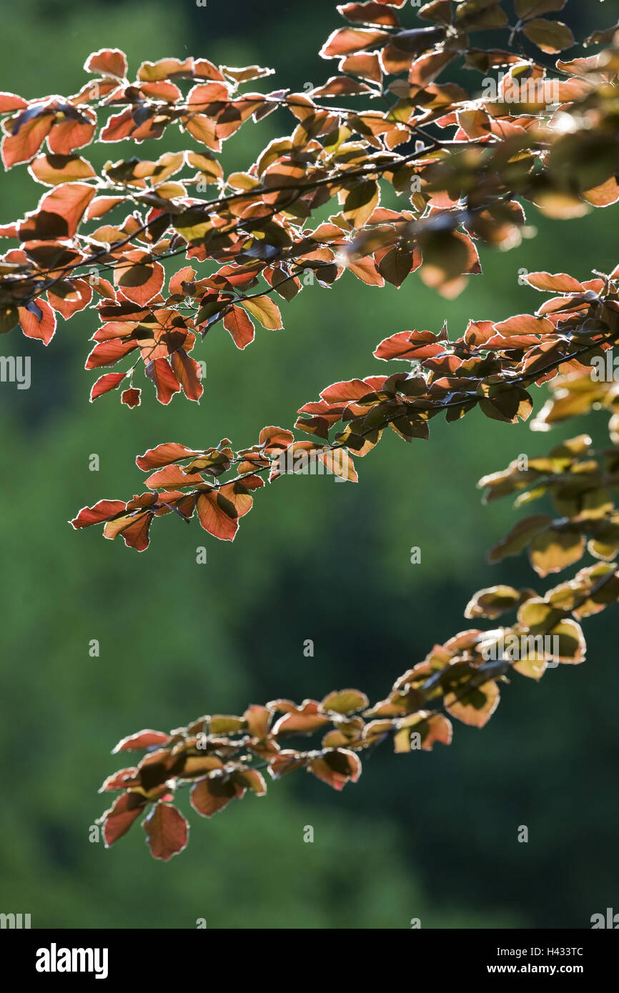 Copper beech tree branch hires stock photography and images Alamy