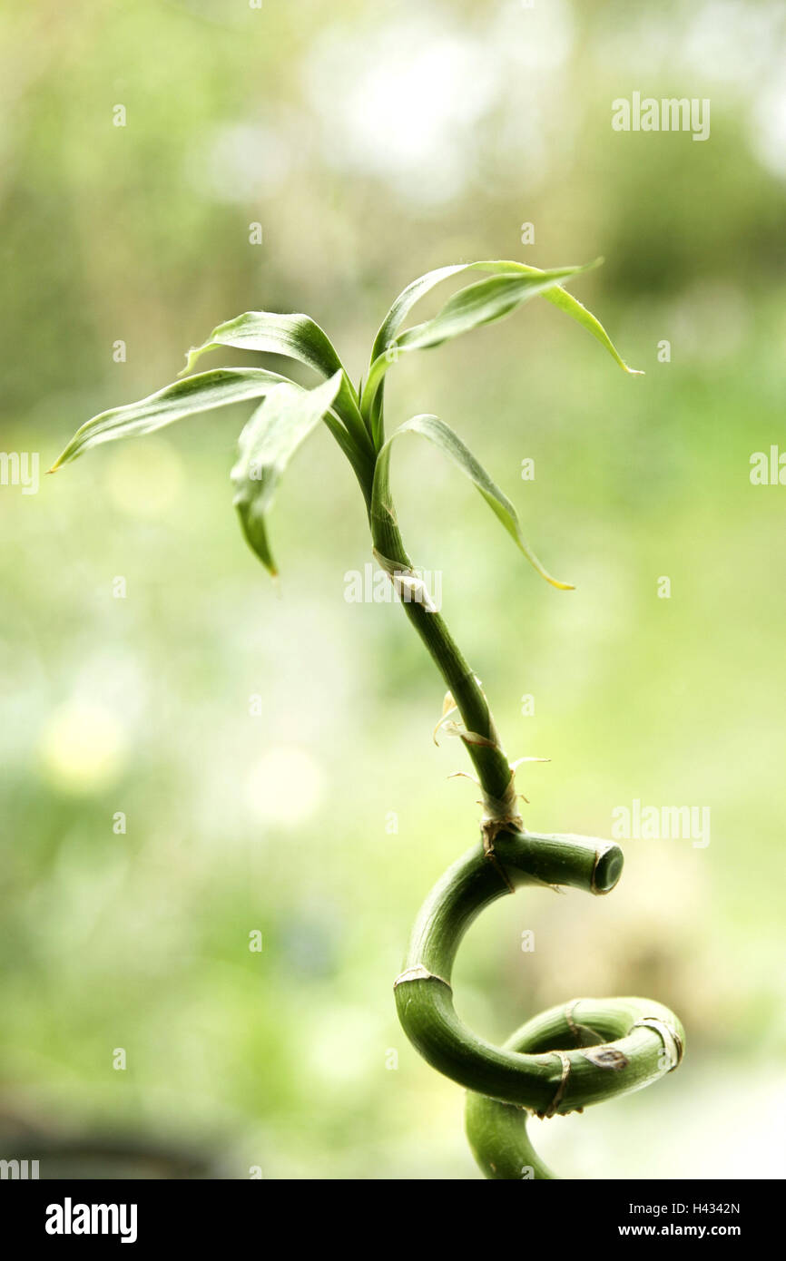 Luck bamboo, sinuously, detail, spiral, ornamental plant, plants, green, stalk, rotated, leaves, shoots, green plant, indoor plant, 'Lucky Bamboo', icon, luck, success, health, Feng Shui, luck bringer, Still life, pale green, blur, Stock Photo