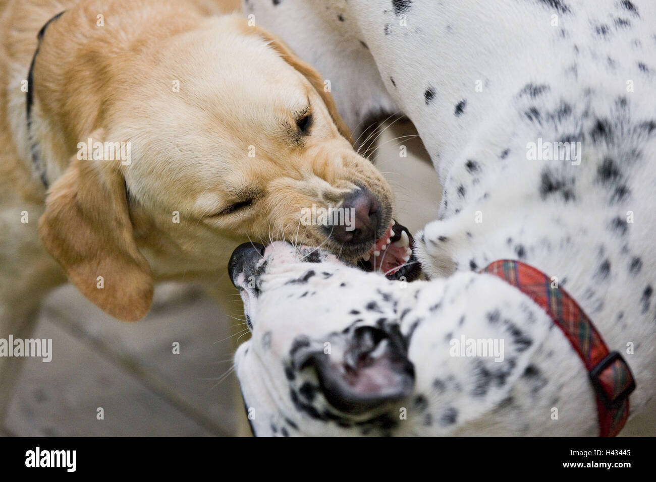 Dogs, two, play, Stock Photo