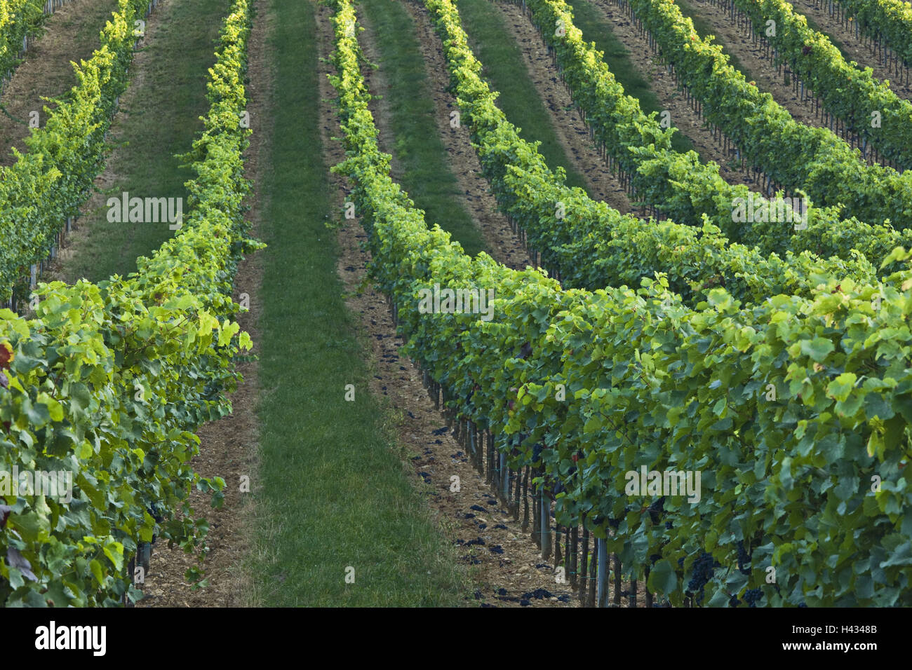 Austria, Baden near Vienna, vineyard Stock Photo Alamy
