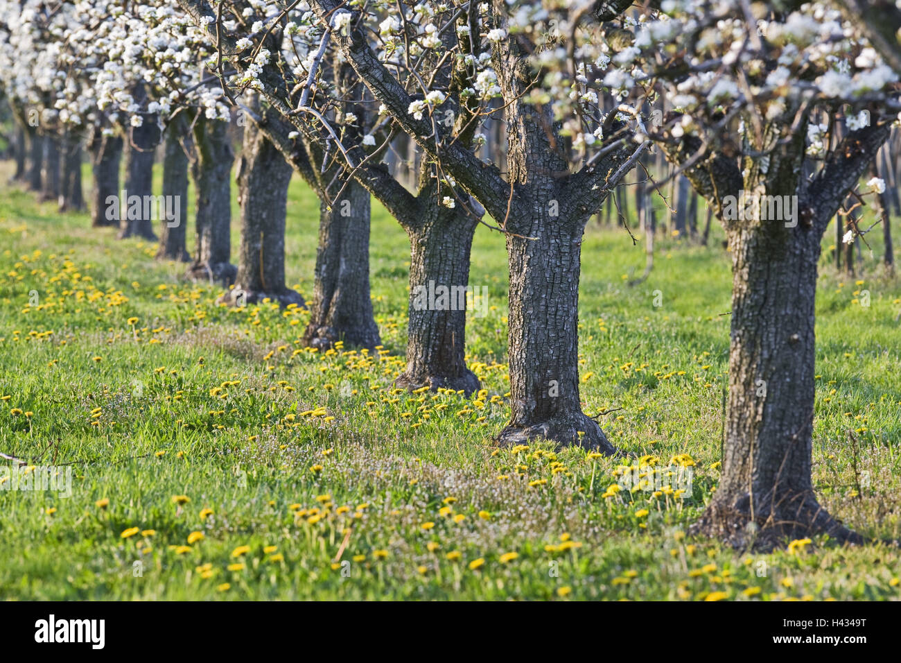 Cherry trees, blossoming, strains, meadow Stock Photo Alamy