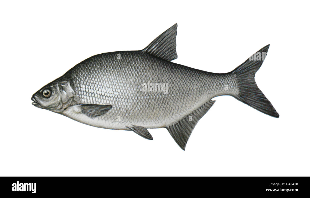 Illustration, Brasse, Abramis brama, NOT FREELY FOR BOOK-INDUSTRY, series, animal, vertebrate, fish, carp-fish, Brachse, lead, food-fish, freshwater-fish, quite-bodies, free-plates, quietly life, bream, Stock Photo