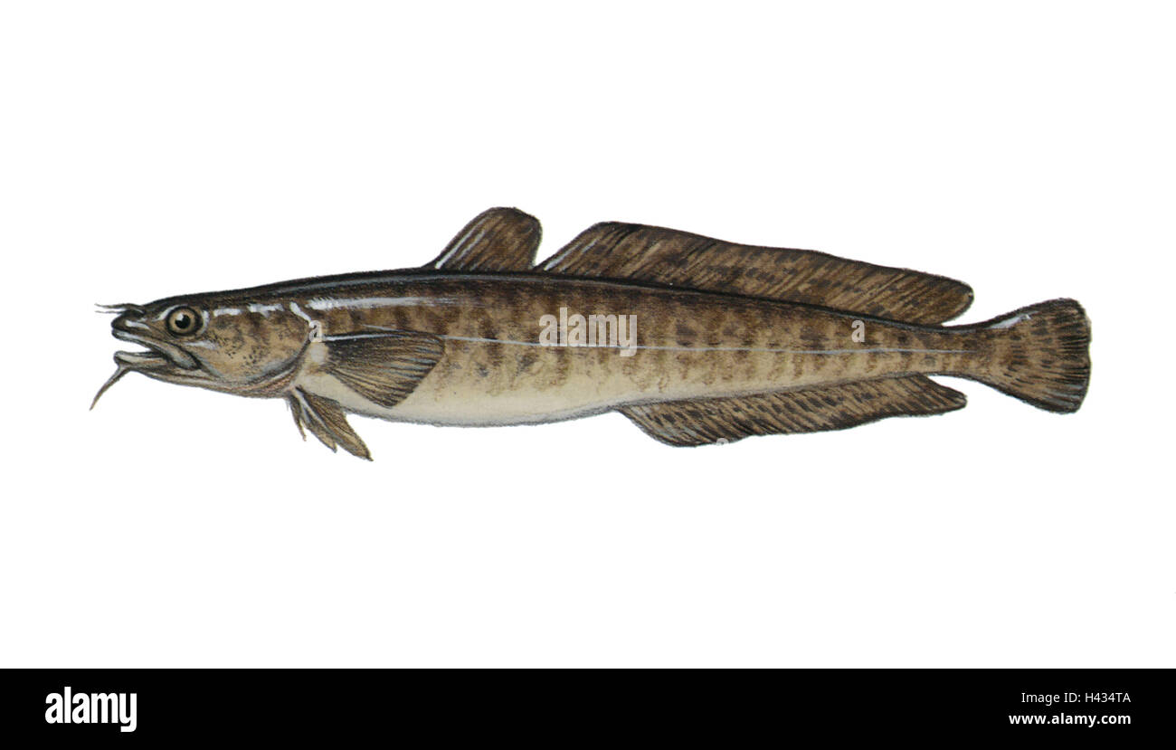 Illustration, Quappe, Lota lota, NOT FREELY FOR BOOK-INDUSTRY, series, animal, vertebrate, fish, bone-fish, Aalrutte, Aalquappe, fish of the year 2002, type of animal, freshwater-fish, threatens robbery-fish, quite-bodies free-plates, quietly life, burbot Stock Photo