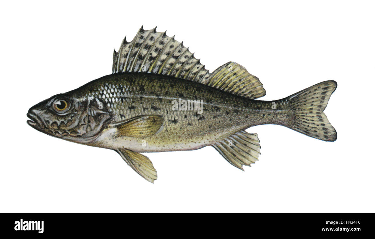 Illustration, Kaulbarsch, Gymnocephalus cernua, NOT FREELY FOR BOOK-INDUSTRY, series, animal, vertebrate, fish, bone-fish, real perches, freshwater-fish, food-fish, quite-bodies, free-plates, quietly life, pop, Stock Photo