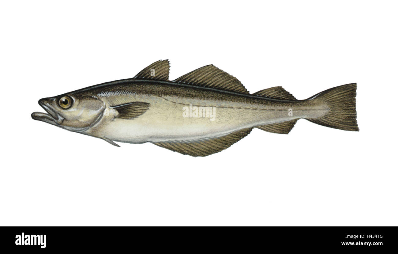 2017 shimano sienna Shimano