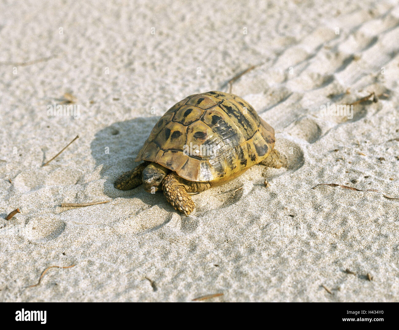 Beach, Greek country-turtle Testudo hermanni movement sand-ground wildlife, animal, game-animal, reptile, turtle, Testudines, locomotion, crawls, sand, track, Stock Photo