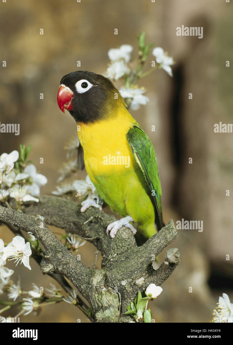 Branch Schwarzkopfchen Agapornis Personata Vigilance Wildlife Animal Bird Parrot Bird Inseparable Mask Inseparable Plumages Colorfully Colored Branch Schwarzkopfchen Agapornis Personata Vigilance Wildlife Animal Bird Parrot Bird Inseparable Mask Inseparable Plumages Colorfully Colored