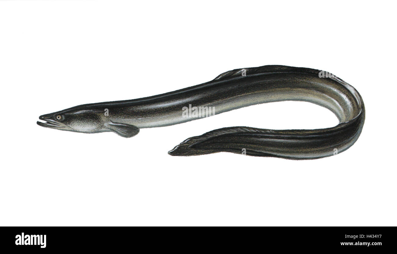 Illustration European Eel Anguilla Anguilla Not Freely For Book Industry Series Animal Vertebrate Fish Bone Fish Reason Fish Real Eels Eel Fish Anguillidae Mean Eel Eel Night Actively Type Of Animal Endangers Food Fish Quite Bodies