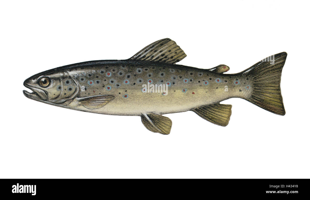Illustration, brook-trout, Salmo trutta forma fario, NOT FREELY FOR BOOK-INDUSTRY, series, animal, vertebrate, fish, bone-fish, salmon-fish, robbery-fish, food-fish, fish of the year 2005, fish of the year 1990, river-trout, mountain-trout, stone-trout, F Stock Photo
