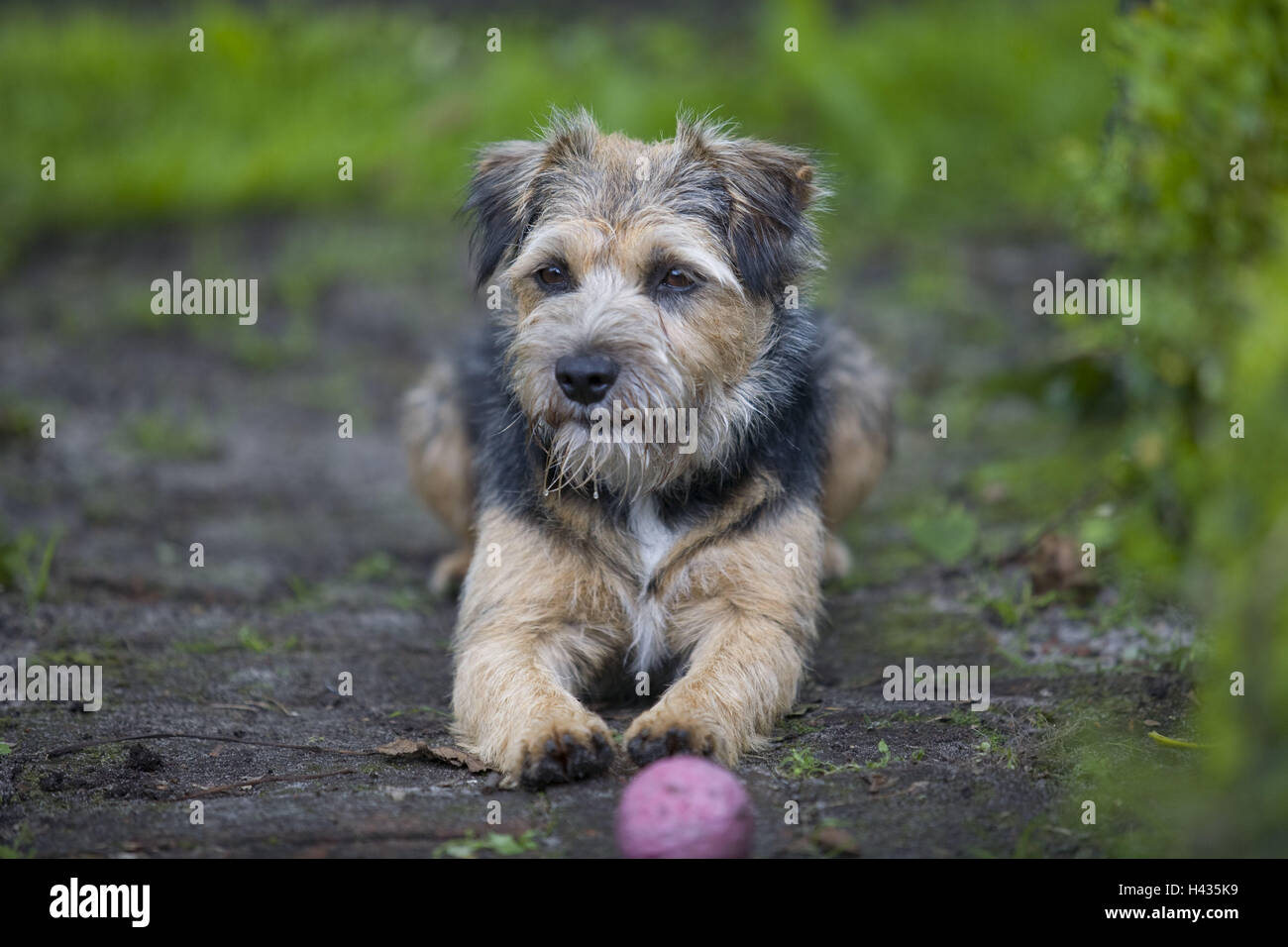Garden, hybrid dog, ground, lying, ball, animal, mammal, pet, pet dog, dog, hybrid, border terrier, Parson terrier, toy, waiting, outdoors, Stock Photo