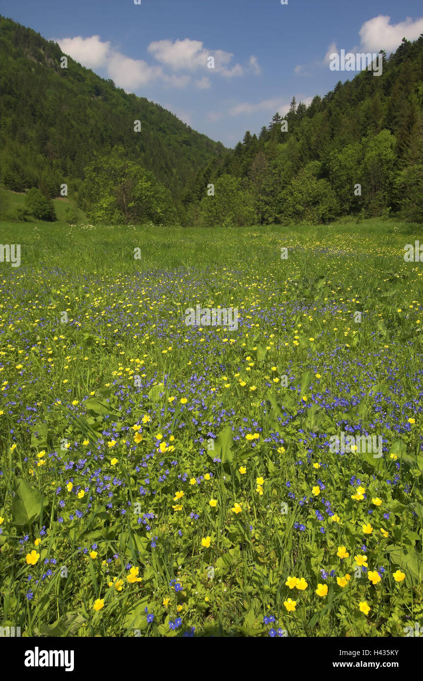 Flower meadow, mountain pass Sedlo Vrchpodziar, Stefanova, national park  'Mala Fatra', province Zilina, Slovakia Stock Photo - Alamy