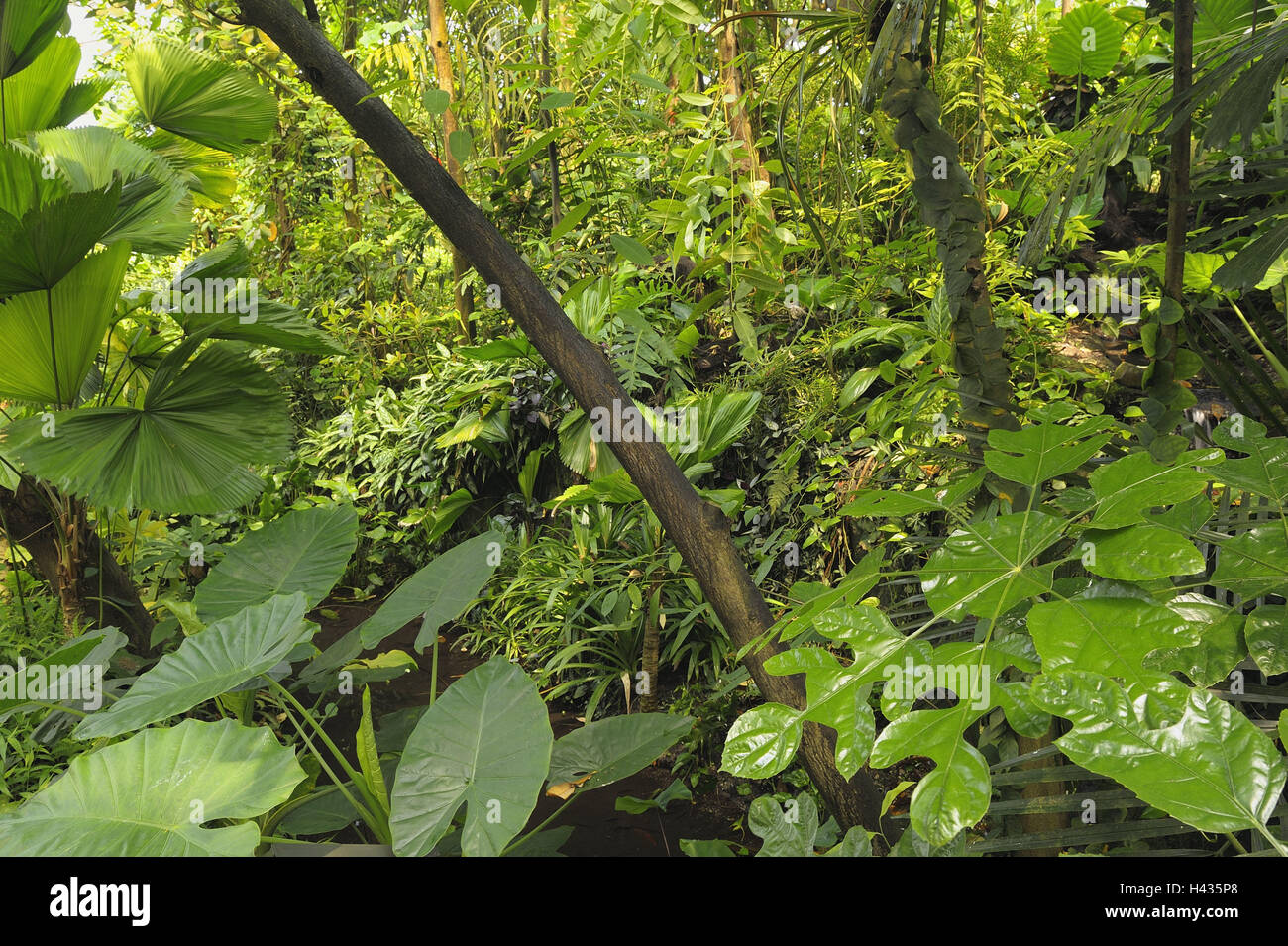 The Netherlands, home Arn, Burgers zoo, rainforest, Arnhem, zoo area, plant, primeval forest, vegetation, green, wood, jungle, biotope, plants, trees, leaves, shrubs, climate, tropical, excessively, close, damp, ecosystem, thicket, humidity, artificially, replica, nobody, nature, Stock Photo