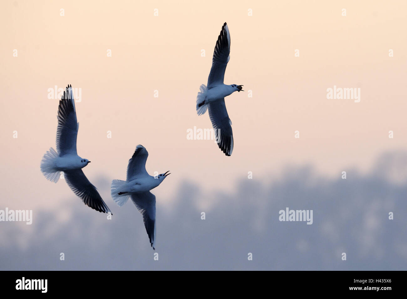 Black-headed gulls, Larus ridibundus, three, fly, hunt, food, nature, animals, birds, gulls, wings, stretched out, flapping of wings, flight, blur, whole body, envy, jealousy, evening light, Stock Photo