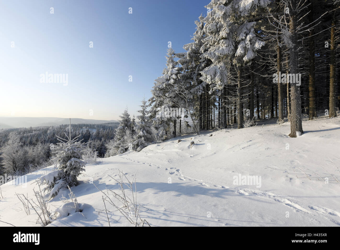 Germany, Thuringia, Thuringian wood, Kickelhahn, wood, snow-covered, place of interest, destination, tourism, scenery, hill, snow, season, winter, trees, nature, sunny, mountain, heaven, blue, cloudless, tracks, coniferous forest, conifers, spruces, Stock Photo