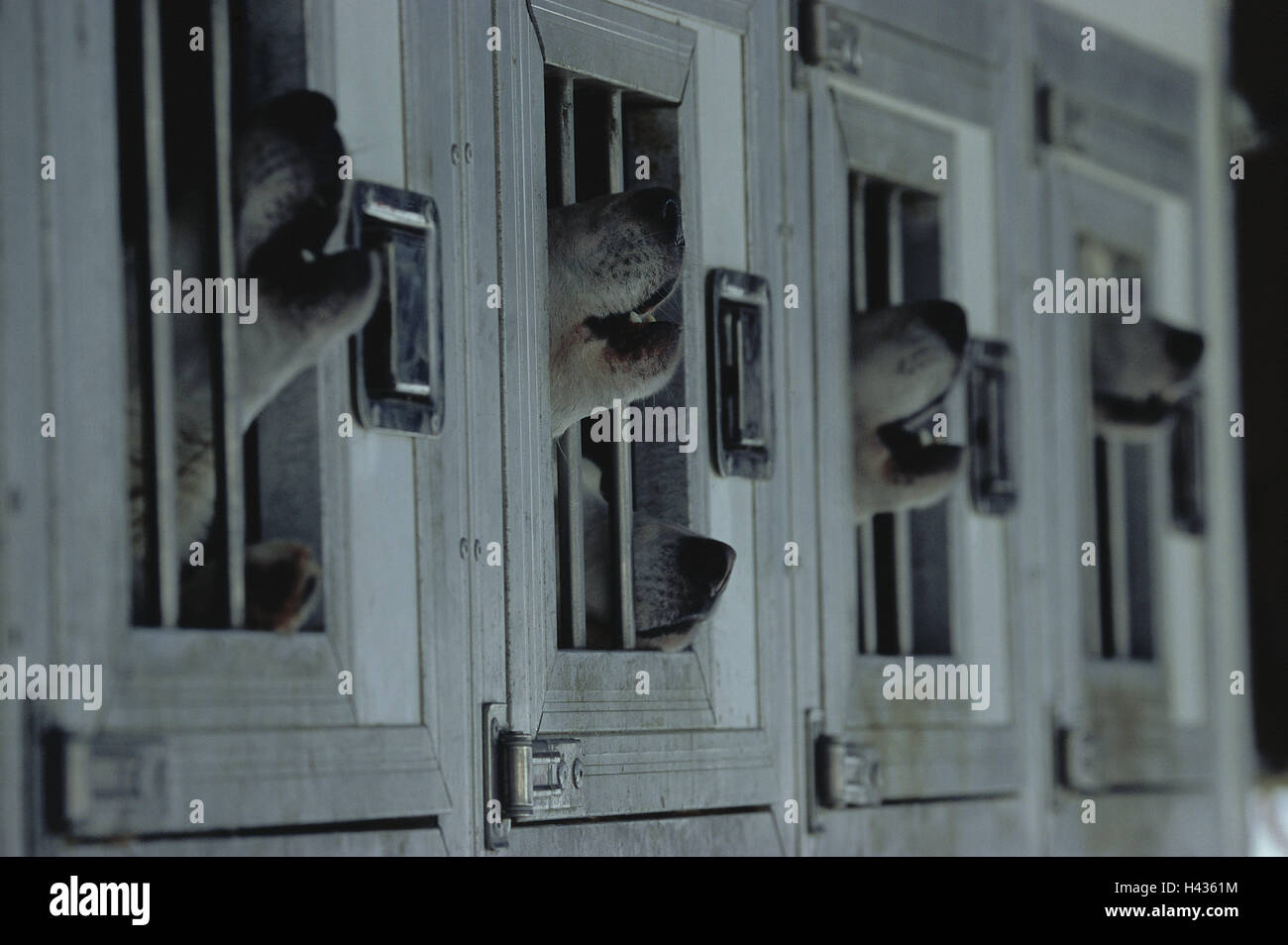 Dog card cages, huskies, speakers, animals, kennels, kennels, dogs