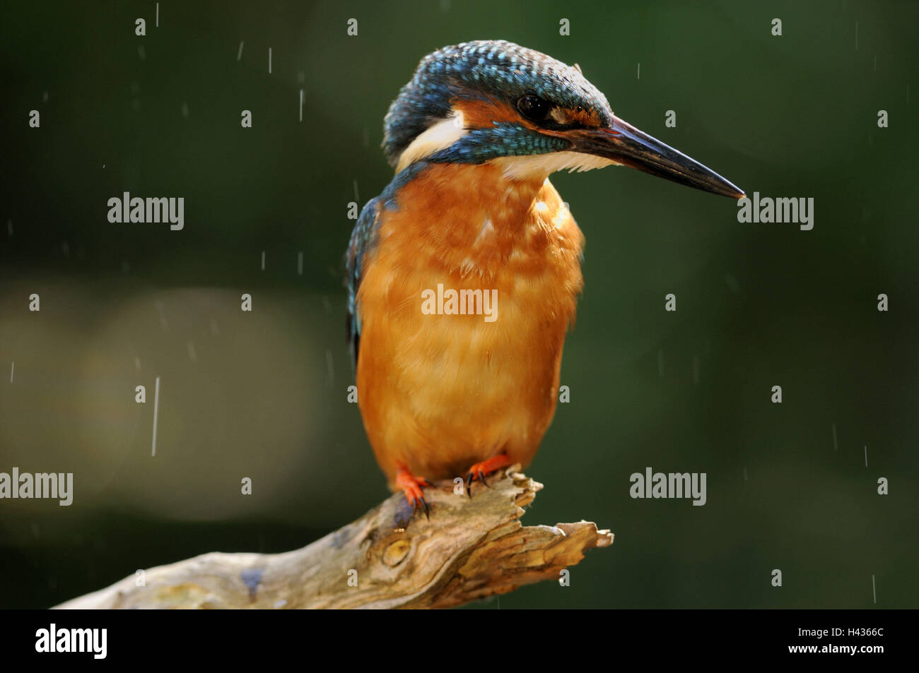 Kingfisher, Kingfisher, Alcedo atthis, branch, sit, Stock Photo