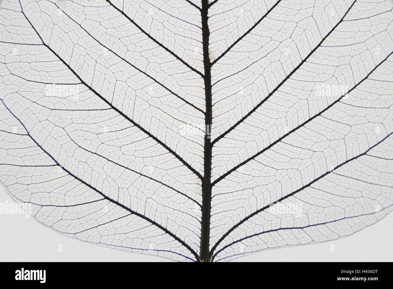 Poplar fig, leaves, structure, conductors, form, silhouette, heart, wisdom, foliage, product photography, veins, dryly, plant, leaf veins, detail, autumn, dries up, leaf structure, sample, heart form, heart-shaped, Buddha's tree, transmitted light, cut out, conception, uncolored, filigree, Stock Photo