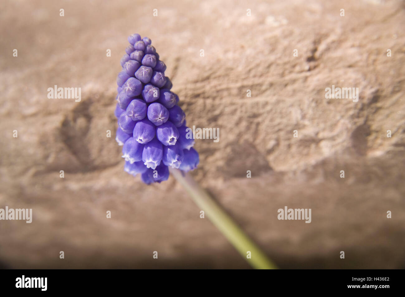 Grape hyacinth, Muscari armeniacum, blossom, detail, wing, flowers, botany, field flowers, spring, spring flowers, medium close-up, nature, plant, meadow flowers, Softly, delicacy, grape hyacinths, muscan, hyacinth plants, Hyacinthaceae, blue, Violet, lilac, stone, bile, blur, Stock Photo
