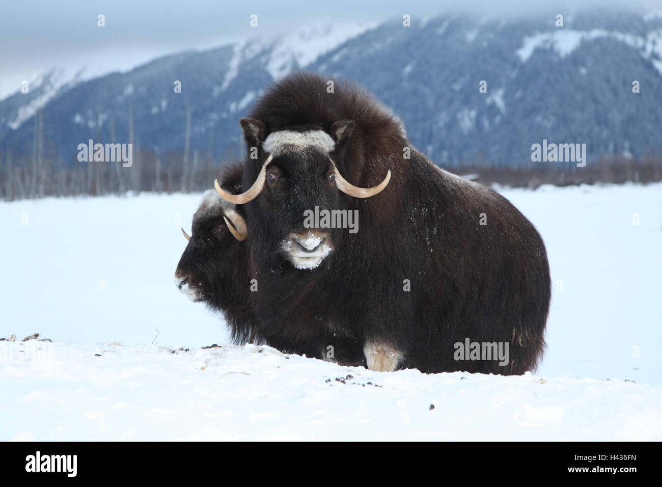 Musk ox, winter, Stock Photo