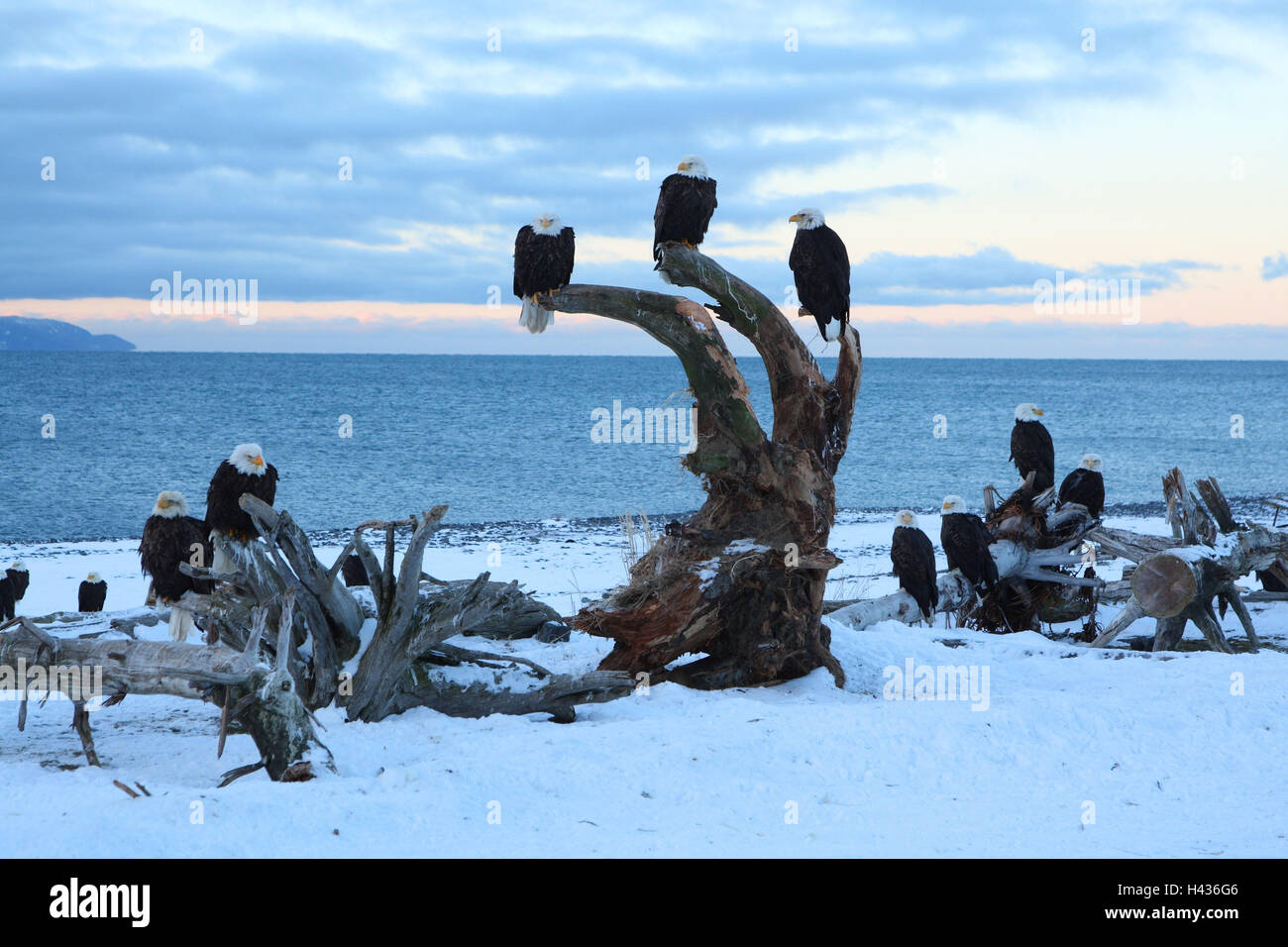 White head lake eagle, winter, beach, Stock Photo