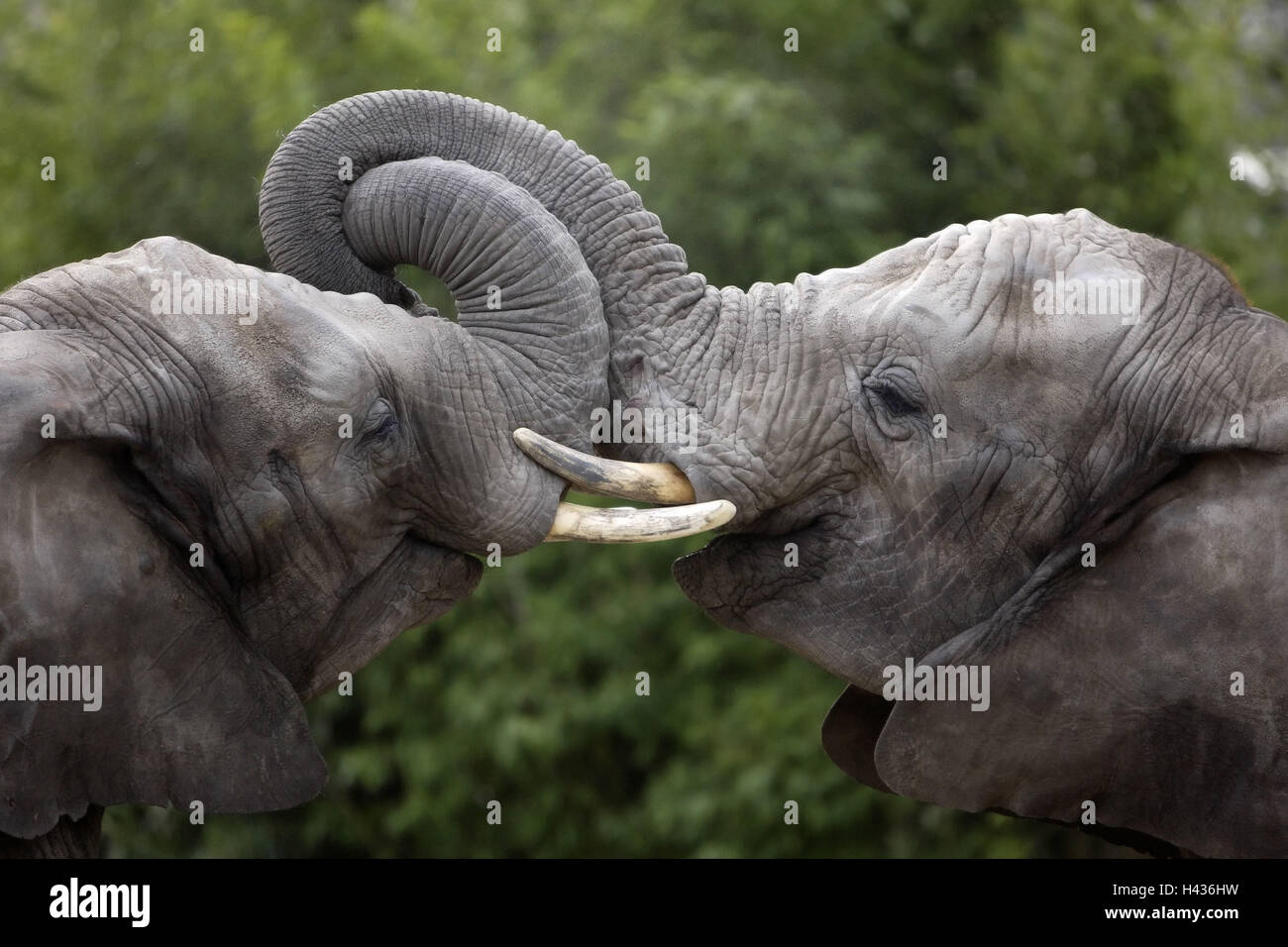 African elephants, Loxodonta africana, Stock Photo