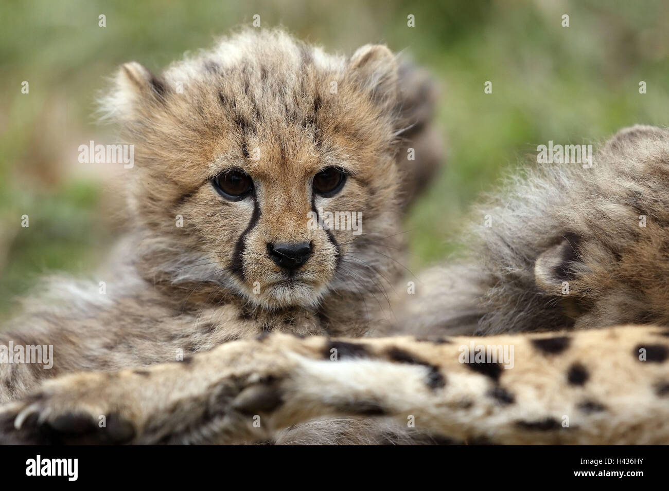 To cheetahs, Acinonyx jubatus, young animals, Stock Photo