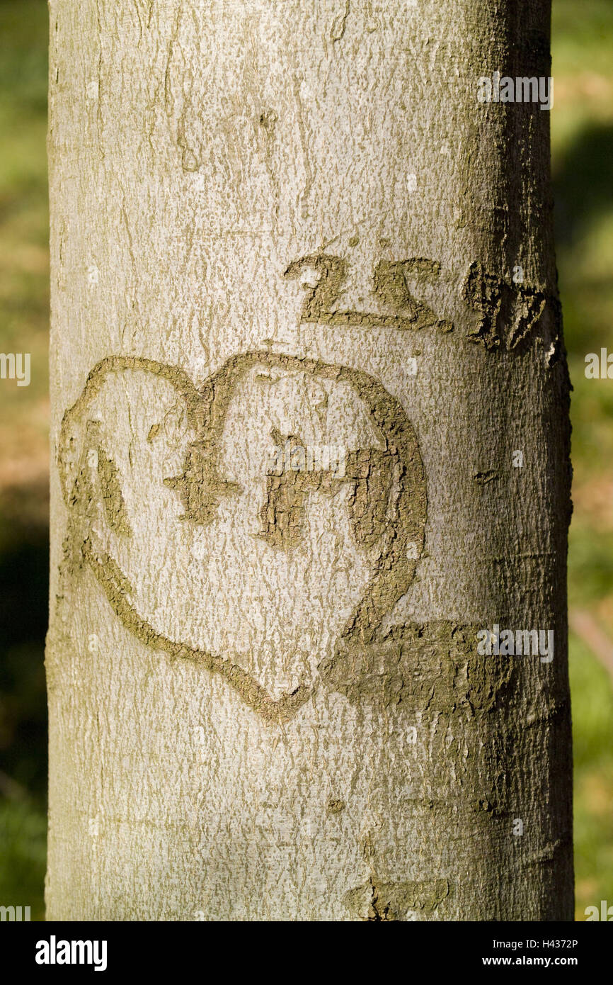 Trunk, tree bark, heart, carved, tree, strain, wooden, bark, nature, heart form, heart-shaped, scalloped, feeling, love, Imperishable, letters, sign of love, Falling in love, figure, recollection, initials, declaration love, romanticism, icon, forever, loyalty, online, conception, Stock Photo