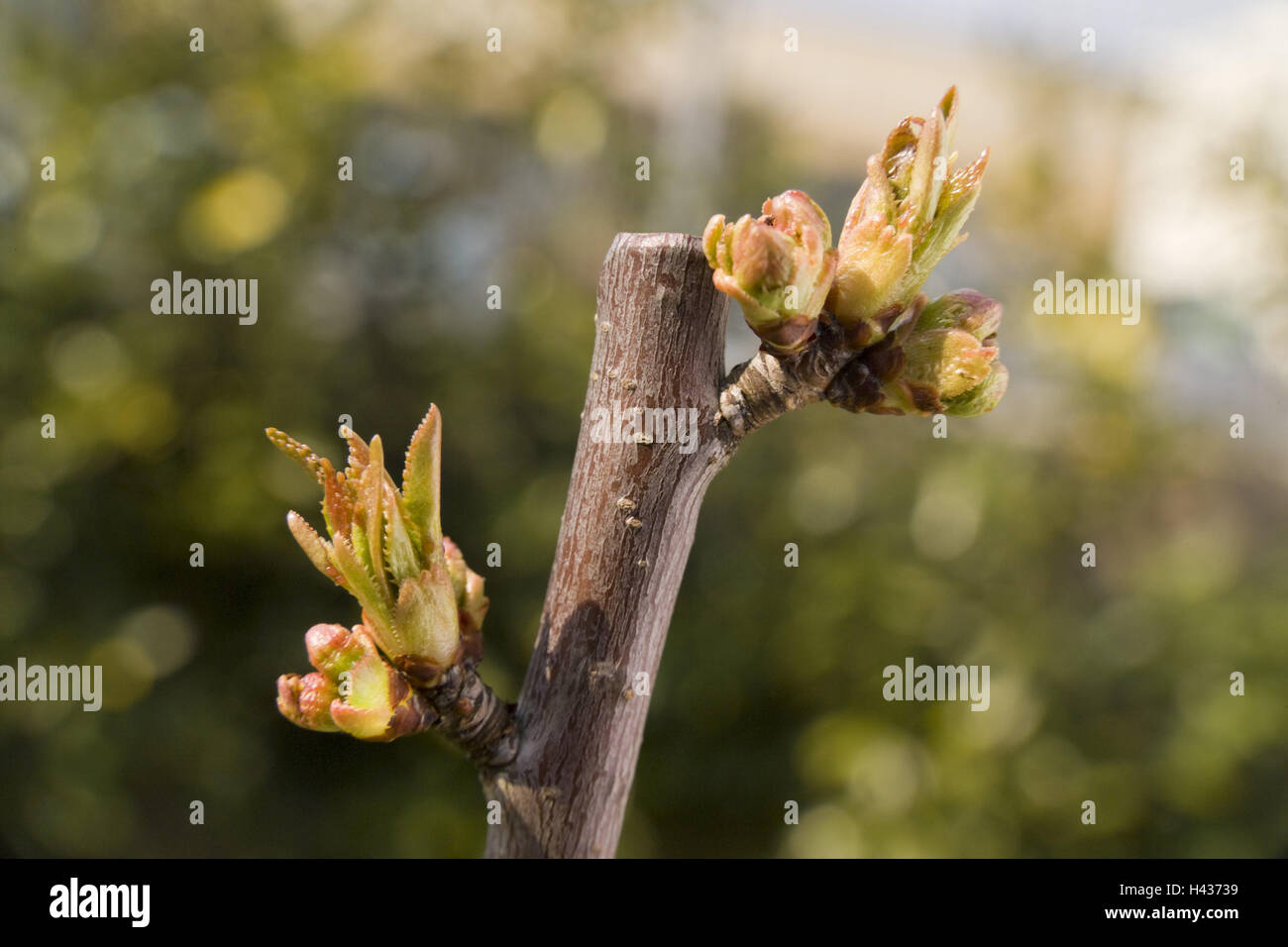 Cherry tree fork, Cerasus, foliage buds, detail, branches, broadleaved