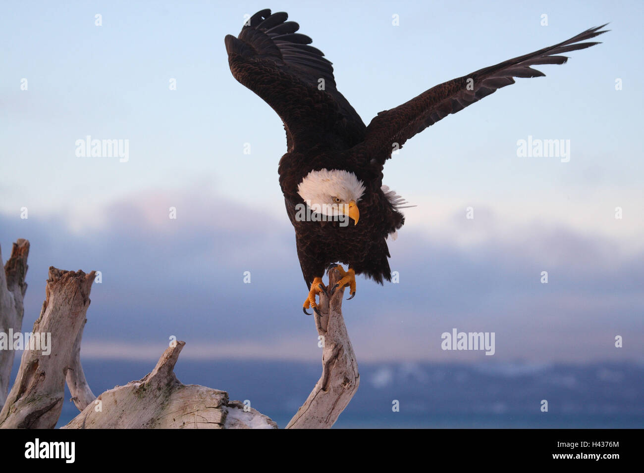 White head lake eagles, branch, land, Stock Photo