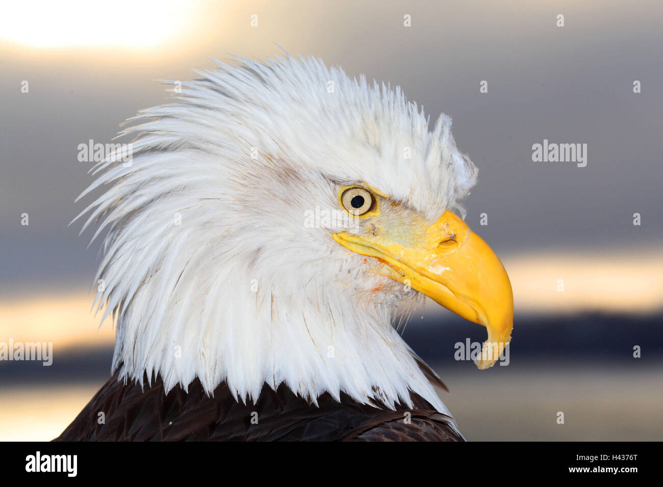 Side view eagle head hi-res stock photography and images - Alamy