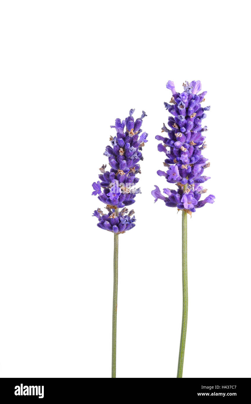 Lavender, Lavandula angustifolia, Stock Photo