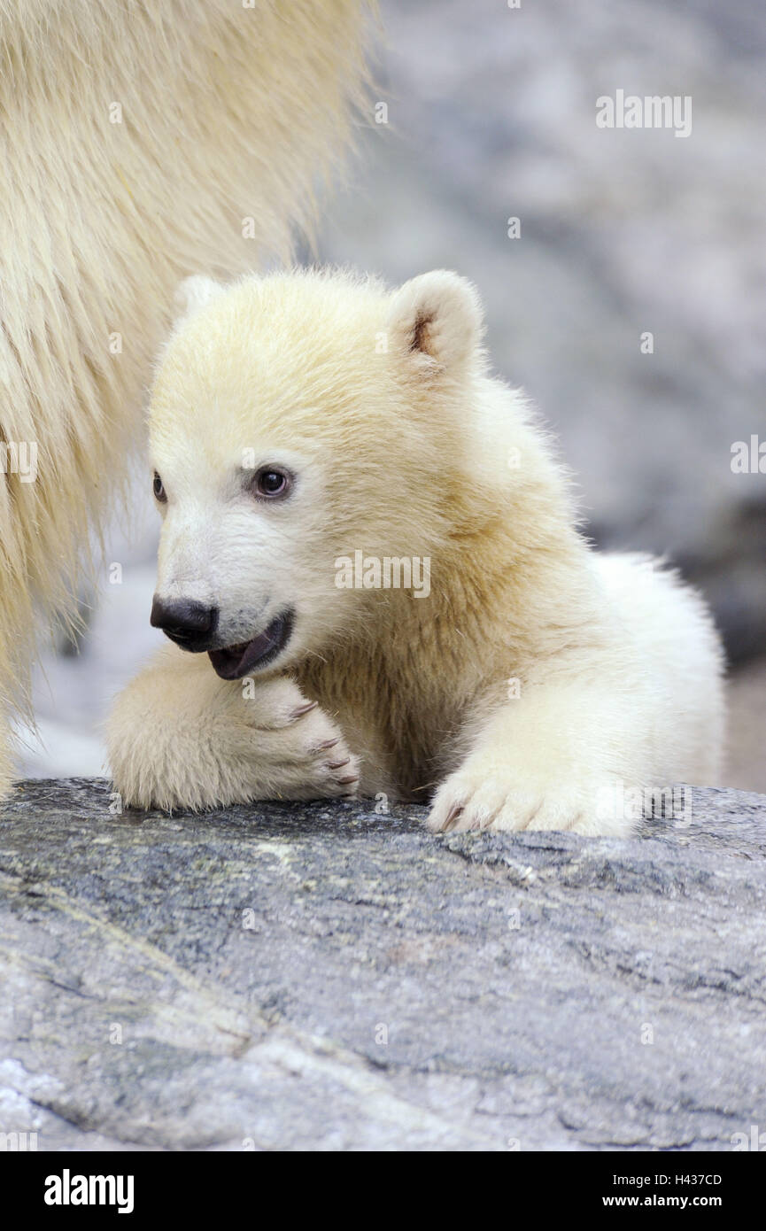 Polar bears, Ursus maritimus, young animal, portrait, Stock Photo