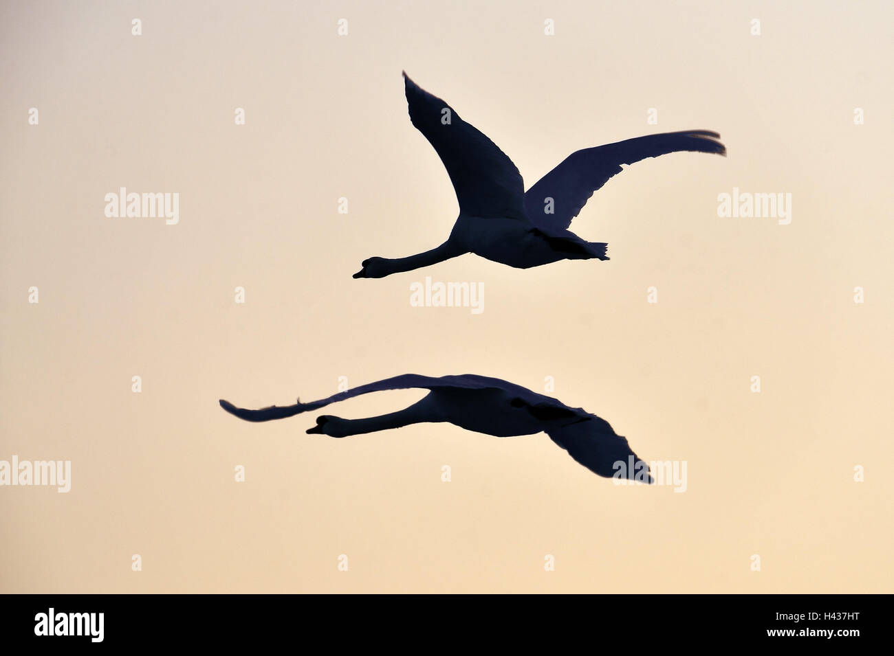 Hump swans, Cygnus olor, two, flight, silhouette, nature, animals, birds, swans, couples, evening light, fly, birds of passage, wings, stretched out, Stock Photo