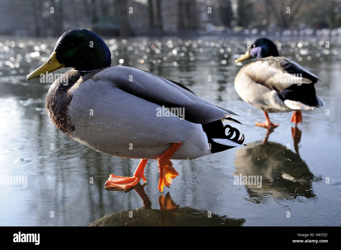 Mallards, Anas platyrhynchos, run, ice cover, side view, Mallard, nature, animals, birds, two, drake, manly, little men, whole bodies, ice, winter, frozen, cold, icebound, blur, wild animals, Stock Photo