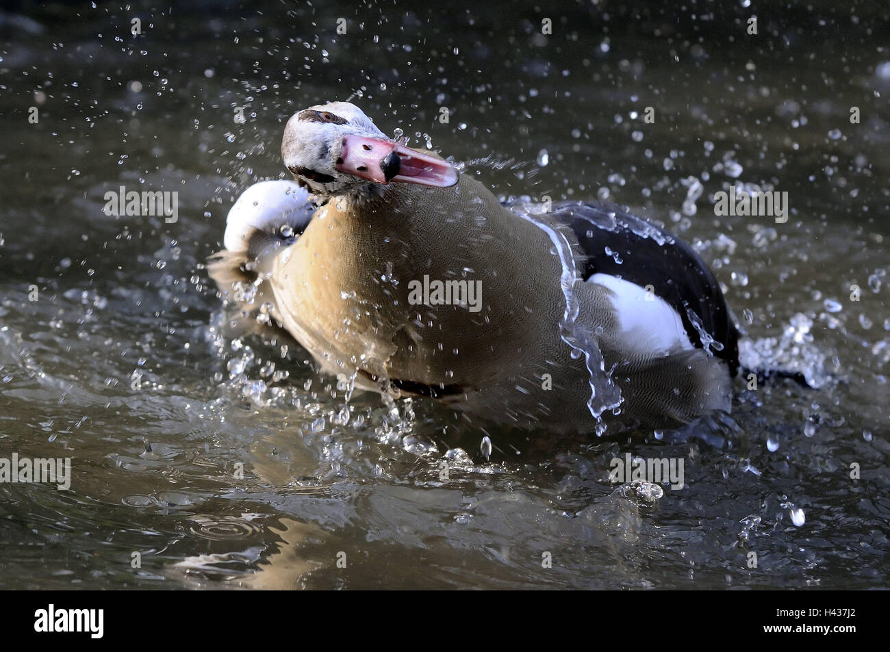 Nile goose, Alopochen aegyptiacus, water, shake, animal, bird, goose, water drop, splash, bathing, plumage care, wittily, rotation, head, Stock Photo