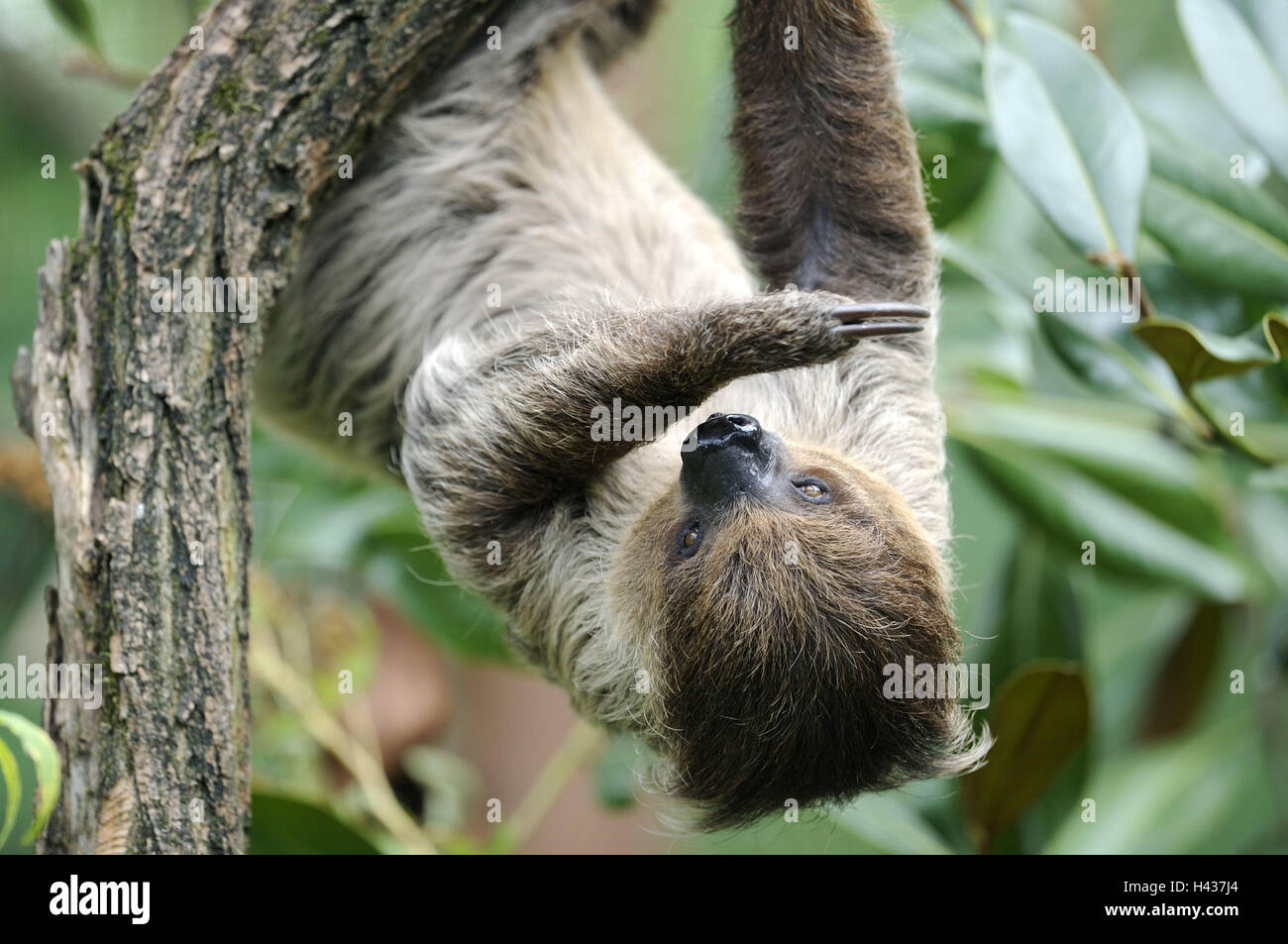 2 finger sloth, Choloepus didactylus, branch, hang, headlong, animal, wild animal, zoo animal, fur, mammal, climb, sloth, Unau, claws, rainforest, exotic, Stock Photo