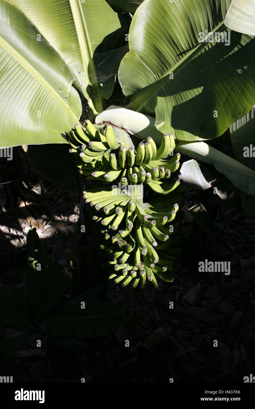 Spain, the Canaries, Tenerife, tree, bananas, leaves, island, plant