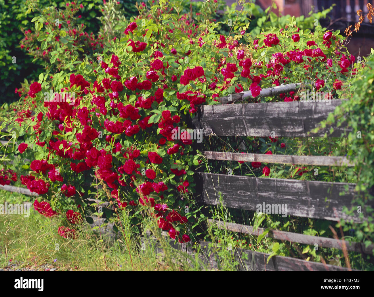 Fence, climbing roses, red, blossom, garden, garden fence, fence, boards, Wooden fence, Wooden boards, plant, flowers, roses, summers, blossoms, rose blossoms, Stock Photo
