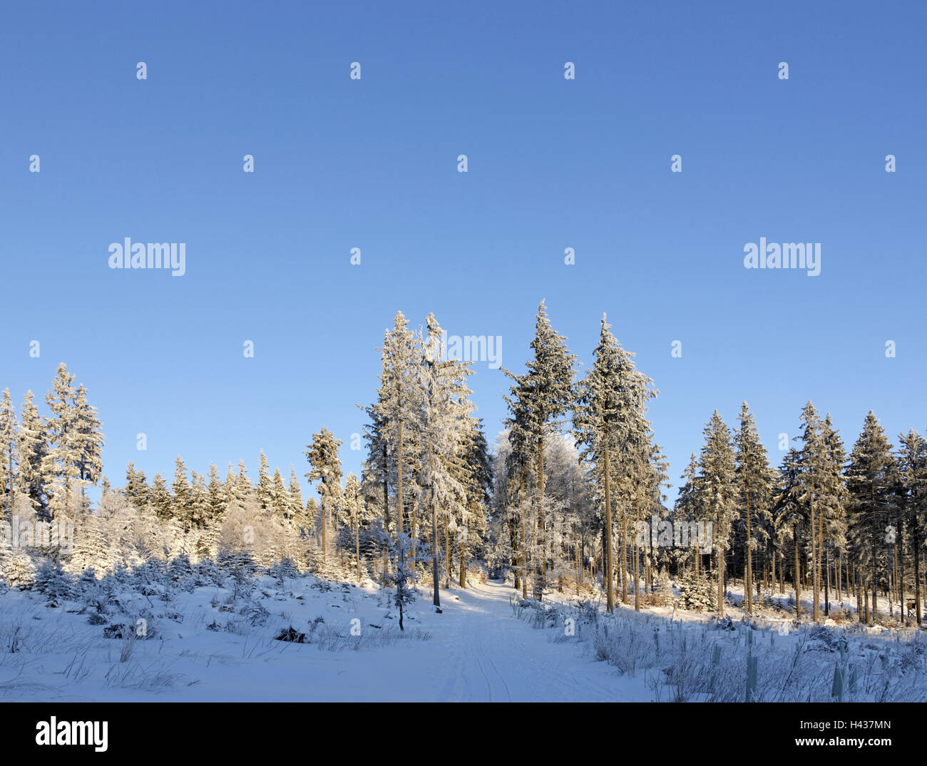 Germany, Thuringia, Thuringian wood, Kickelhahn, wood, snow-covered, morning light, place of interest, destination, tourism, scenery, hill, tuning, morning, snow, season, winter, trees, nature, sunny, mountain, heaven, blue, cloudless, Stock Photo