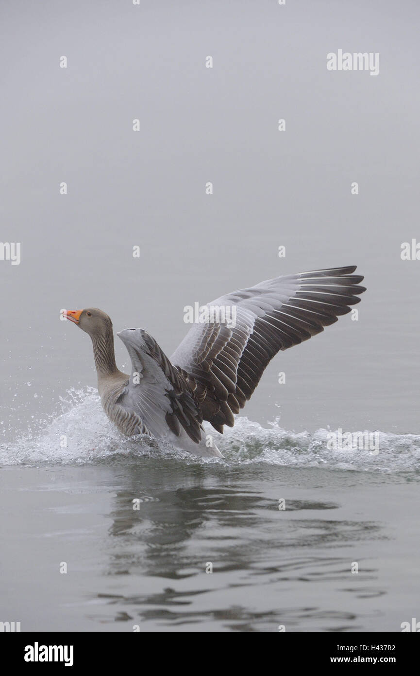 Greylag goose, Anser anser, lake, landing, waters, goose's birds ...