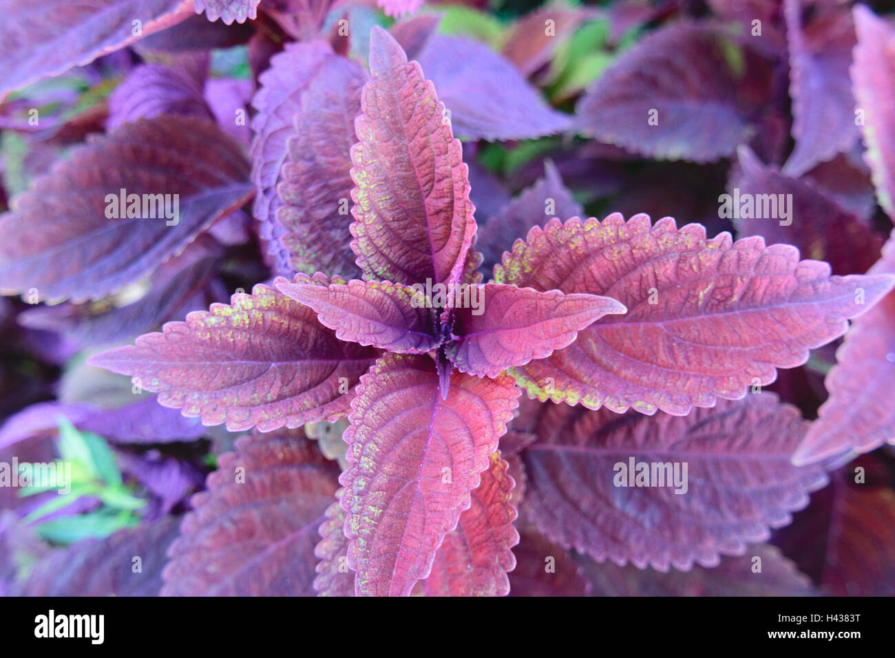 Plant with purple leaves hi-res stock photography and images - Alamy