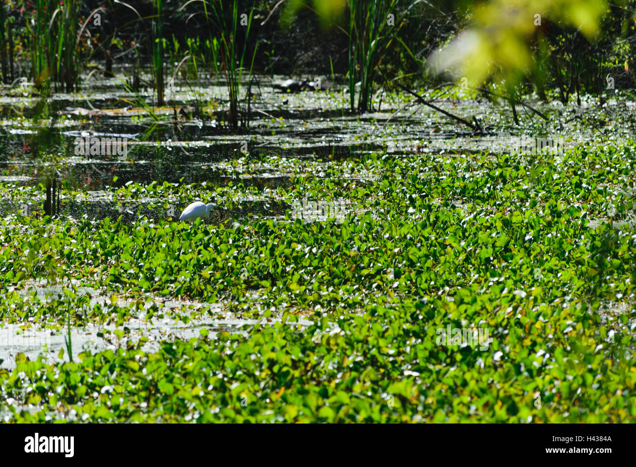 Snowy Egret Stock Photo