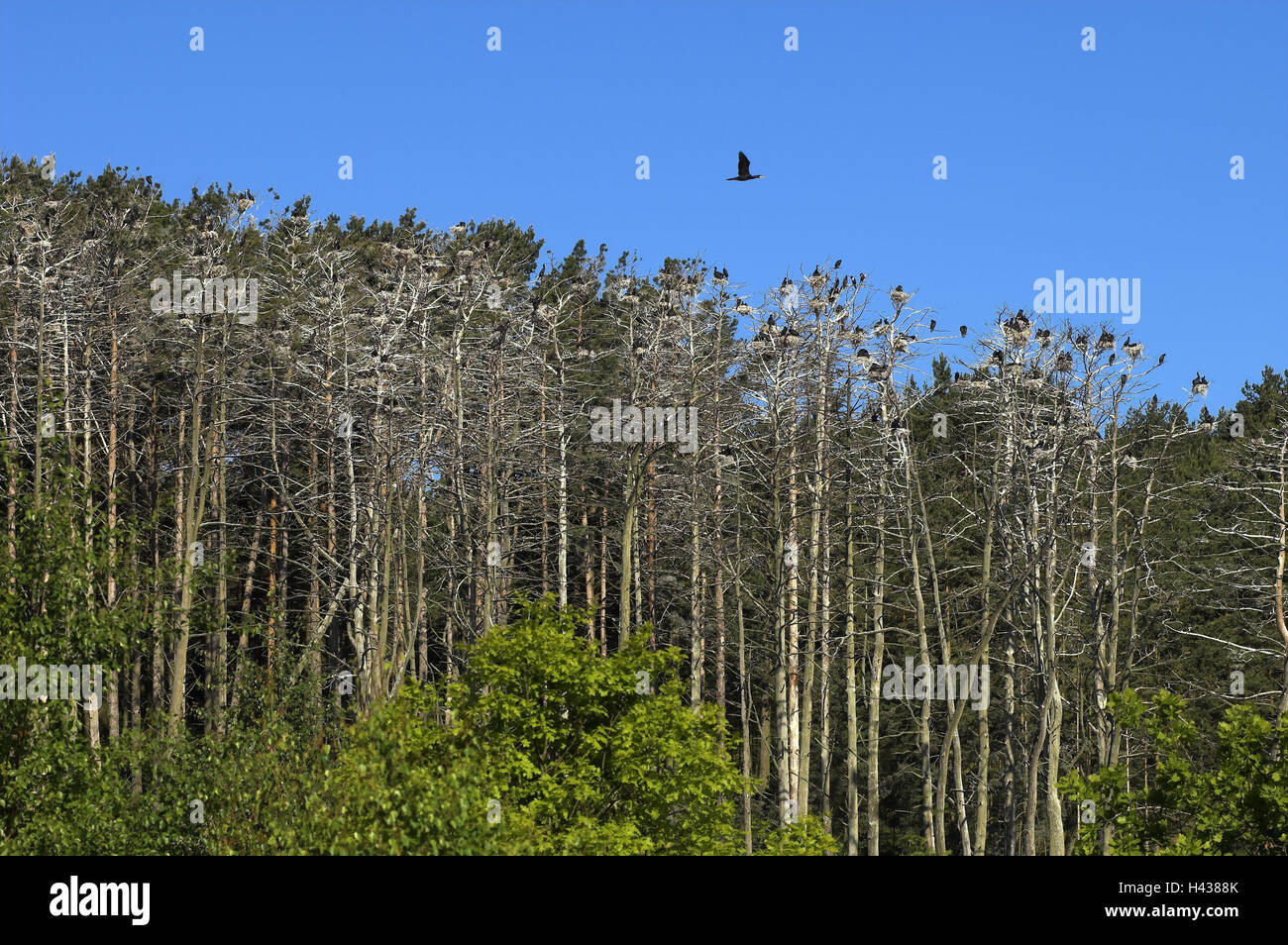 Heron's mountain, trees, grey herons, cormorants, brood colony, Juodkrante, national park health resort broad bay bar, Lithuania, Stock Photo