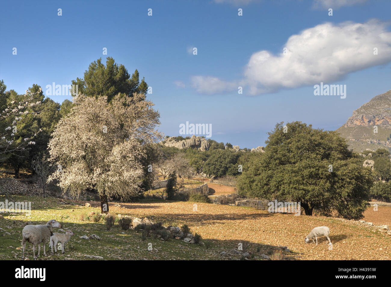 Spain, the Balearic Islands, island Majorca, scenery, sheep, graze, Stock Photo