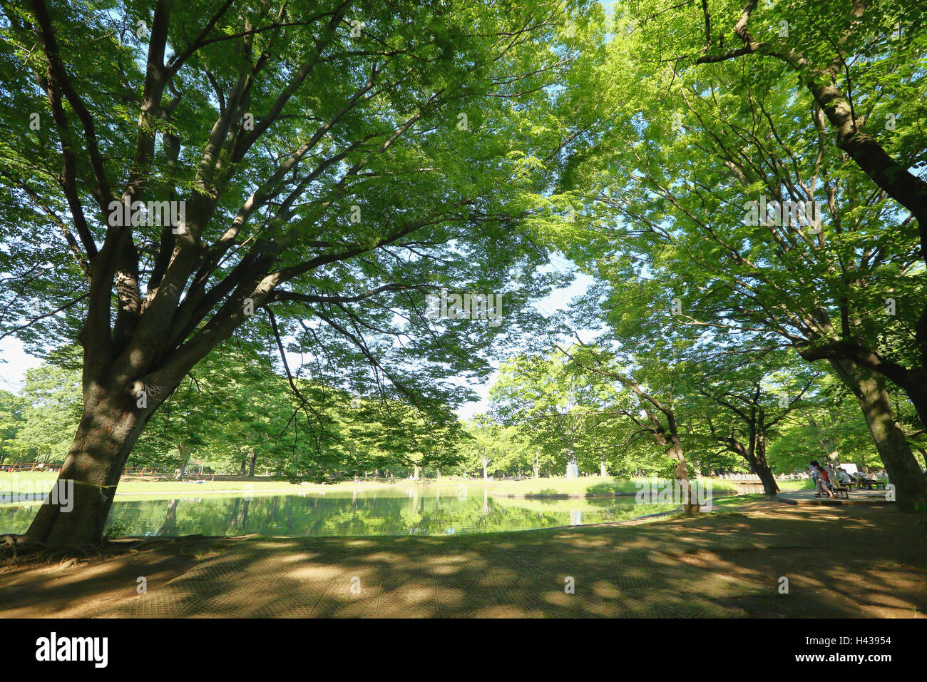 Green leaves in a city park Stock Photo - Alamy