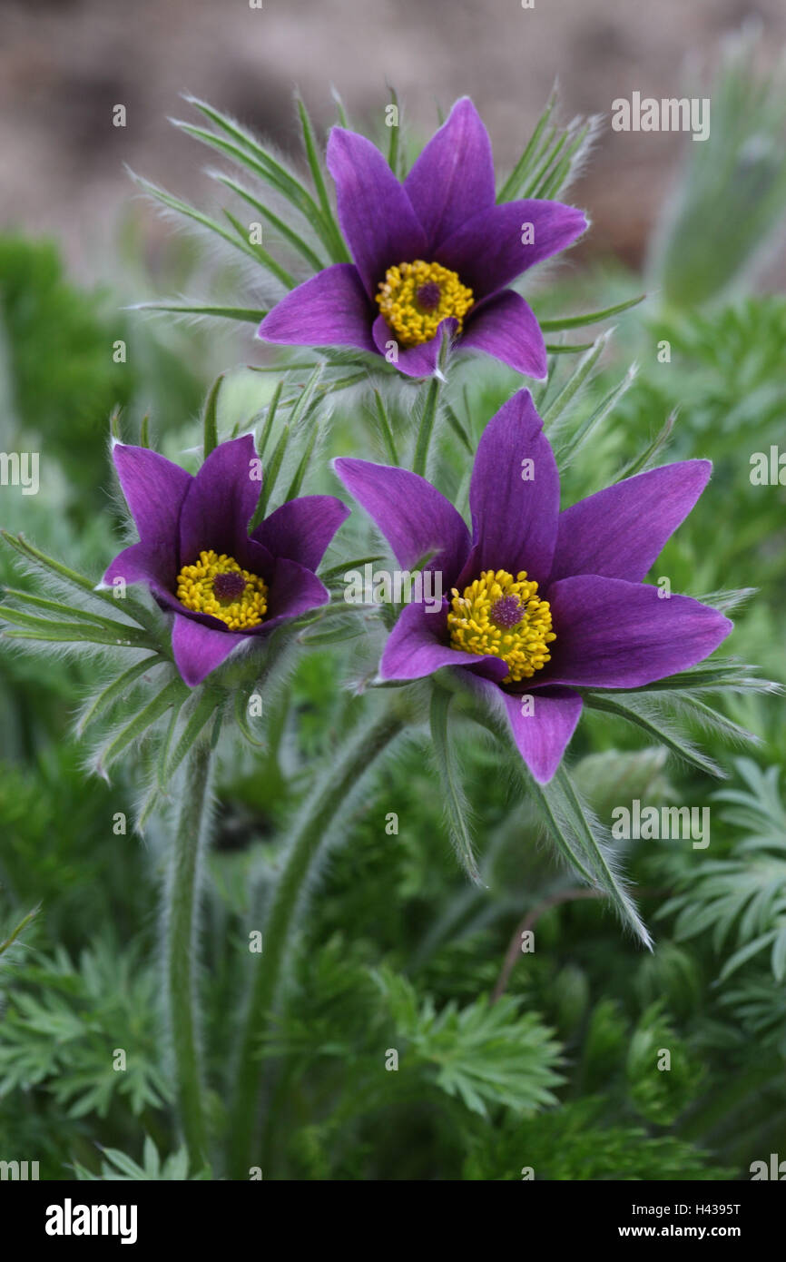 Real culinary clamp, Pulsatilla vulgaris, Stock Photo