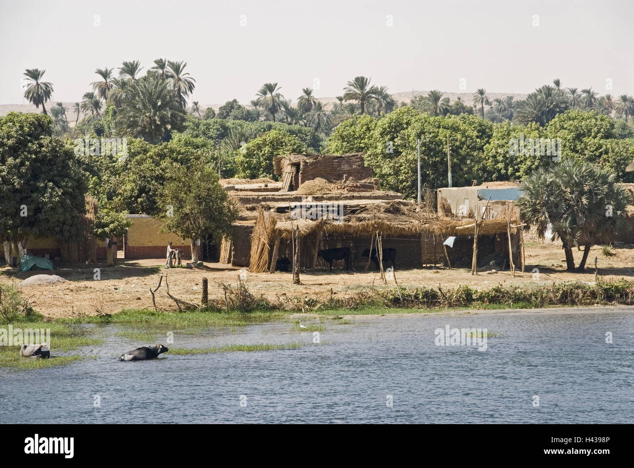 Egypt, Edfu, town view, the Nile, water buffalo, shore, straw hut, Upper Egypt, river, waters, benefit animals, cooling, riverside, hut, dwellings, simply, simply, wood, palms, Nile scenery, Stock Photo