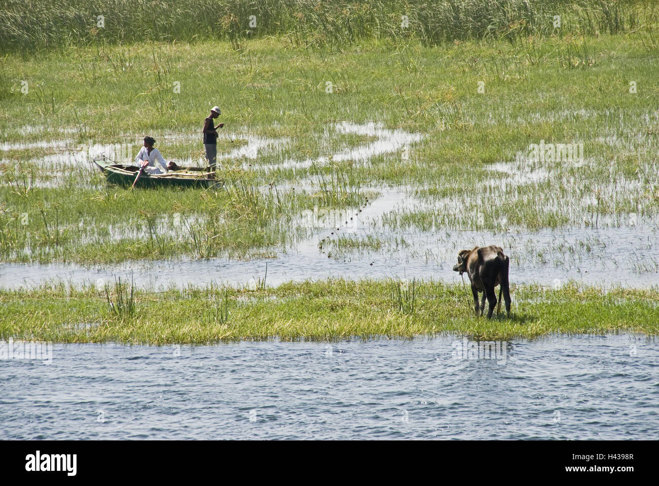 Egypt, Edfu, the Nile, water buffalo, fishing boat, Upper Egypt, river