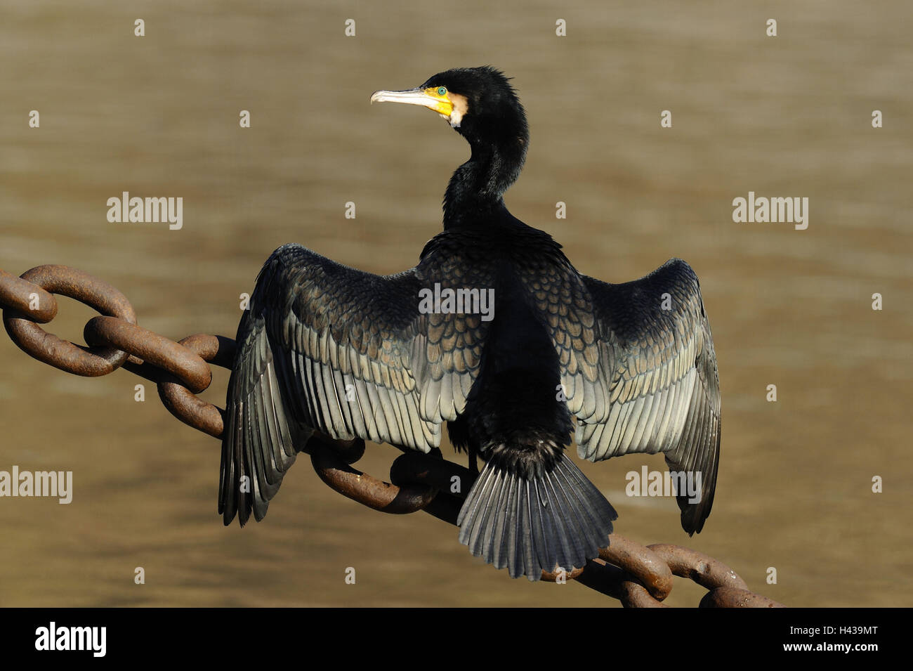 Cormorant, Phalacrocorax carbo, catena, sit, back view, Stock Photo